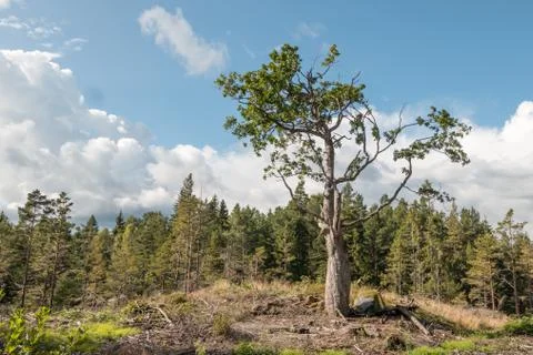 Lonely tree on hill Stock Photos