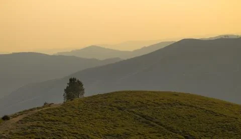 Lonely Tree at the Hill Stock Photos