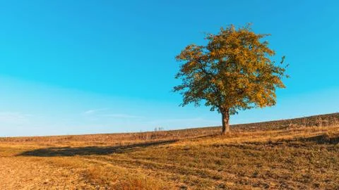 Lonely Tree on the Hill Foto stock