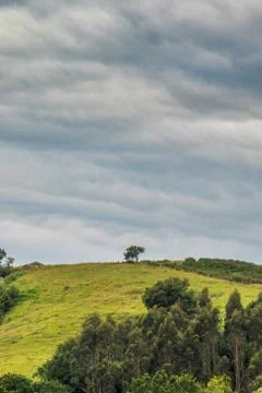 Lonely tree on the hill. Stock Photos