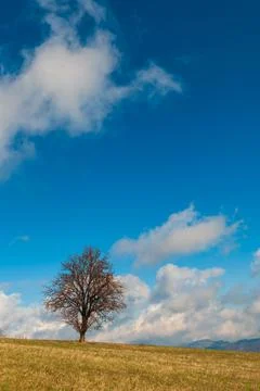 Lonely tree on a hill Stock Photos