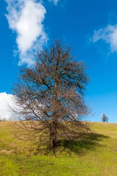 Lonely tree on a hill Stock Photos