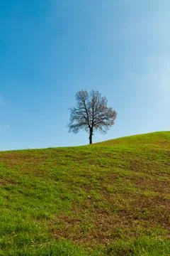 Lonely tree on a hill Stock Photos