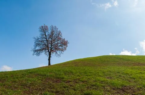 Lonely tree on a hill Foto stock