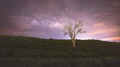 Lonely tree on the hill Foto stock