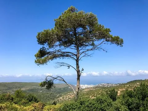 Lonely tree on the hill Stock Photos