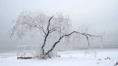 Lonely tree in ice on a background the frozen sea Stock Footage 44782236