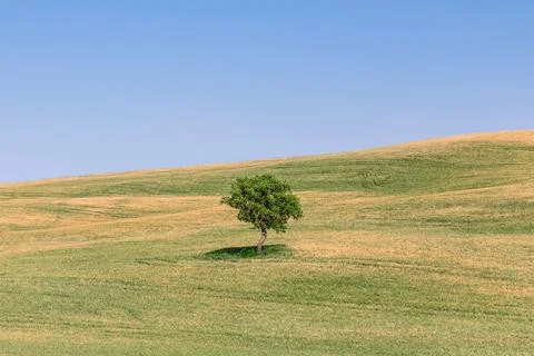 A lonely tree with its' midday shadow on the endless Tuscan cultivated meadow Stock Photos