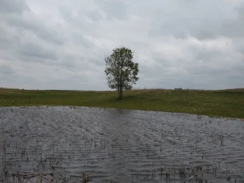 Lonely tree by the lake in cloudy weather Stock Footage 72705847