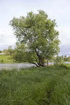 Lonely tree by the lake Stock Photos