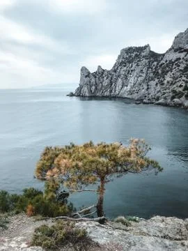 Lonely tree on a landscape Stock Photos