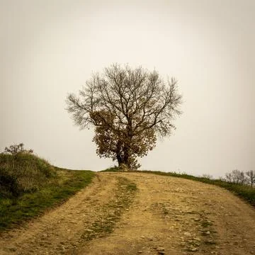 Lonely tree in the landscape Stock Photos