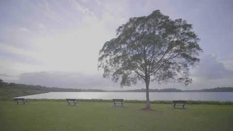 Lonely tree landscape scene in a old  reservoir in Singapore at sunset Stock Footage 123891174