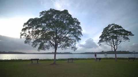 Lonely tree landscape scene in a old  reservoir in Singapore at sunset Stock Footage 123891524