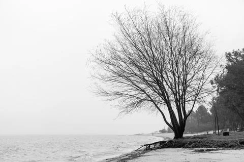 Lonely tree with leafless branches at the edge of a beach on a gray winter .. Foto stock