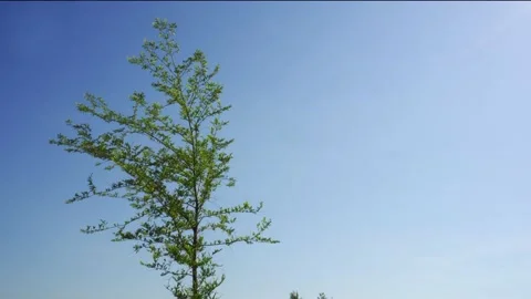Lonely tree with leaves on a background of blue sky. Stock Footage 132344976