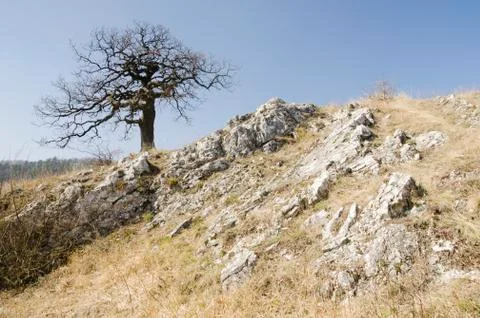 Lonely tree on the limestone cliff Stock Photos