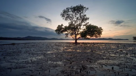 Lonely tree in mangrove forest sunset timelapse clip, Malaysia Stock Footage 112350130