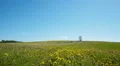Lonely tree on a meadow against blue sky background HD Footage