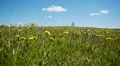 Lonely tree on a meadow against blue sky background HD Footage