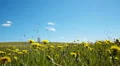 Lonely tree on a meadow against blue sky background HD Footage