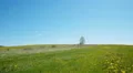 Lonely tree on a meadow against blue sky background HD Footage
