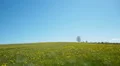 Lonely tree on a meadow against blue sky background HD Footage