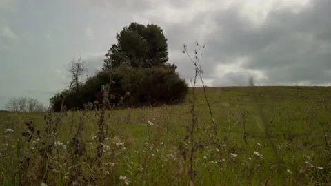 Lonely tree on the meadow on a cloudy day Stock Footage 159952233