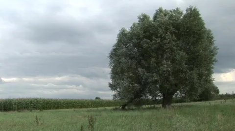 Lonely tree in meadow Stock Footage 836066
