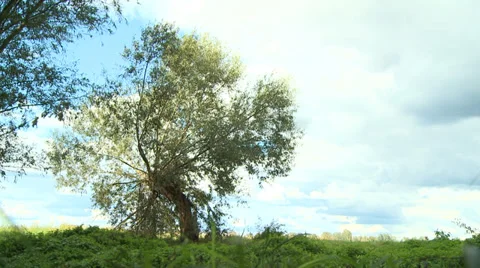Lonely tree - meadow - grassland Stock Footage 34403771