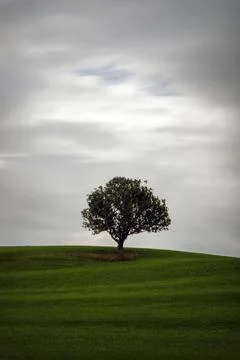 Lonely Tree on a Meadow with moving clouds Stock Photos