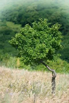 Lonely tree in a meadow Stock Photos
