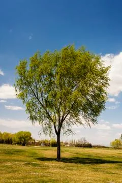 A lonely tree in the meadow Foto stock