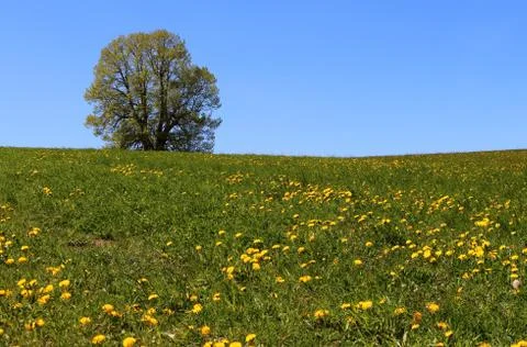 The lonely tree on the meadow Stock Photos