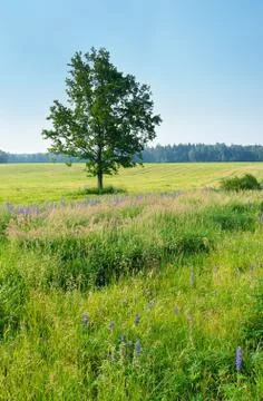 Lonely tree in the meadow Stock Photos