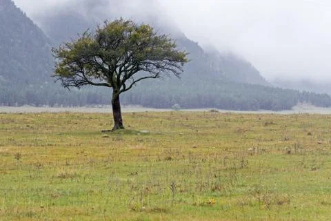 Lonely tree on meadow Stock Photos