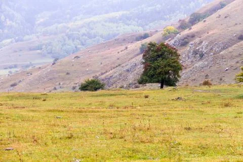 Lonely tree on meadow Foto stock
