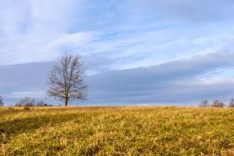Lonely tree in the meadow Stock Photos