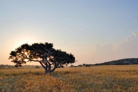 Lonely tree on a meadow Stock Photos