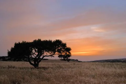 Lonely tree on a meadow 스톡 사진