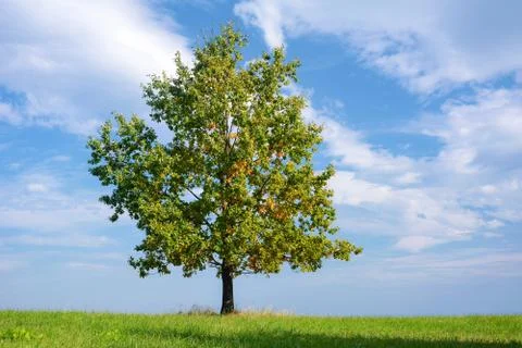 Lonely tree in the meadow Stock Photos