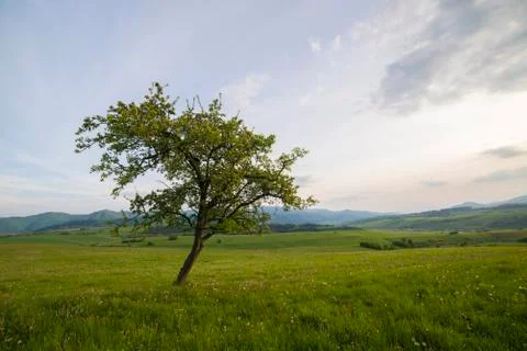 Lonely tree on a meadow Stock Photos