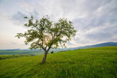 Lonely tree on a meadow Stock Photos