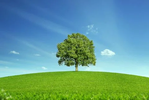 Lonely tree at the meadow Stock Photos