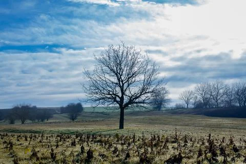A lonely tree on a meadow Stock Photos