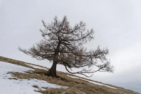 The lonely tree on a meadow Stock Photos
