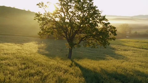 A Lonely Tree On A Meadow. The Rays Of the Sun Shining Trough The Branches. Stock Footage 128109939