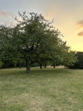 Lonely Tree in Meadow at Sunset Light. Stock Photos