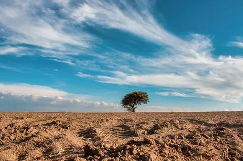Lonely tree in the middle of the desert Stock Photos