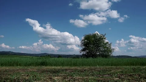 Lonely tree in the middle of the field Stock Footage 111748704